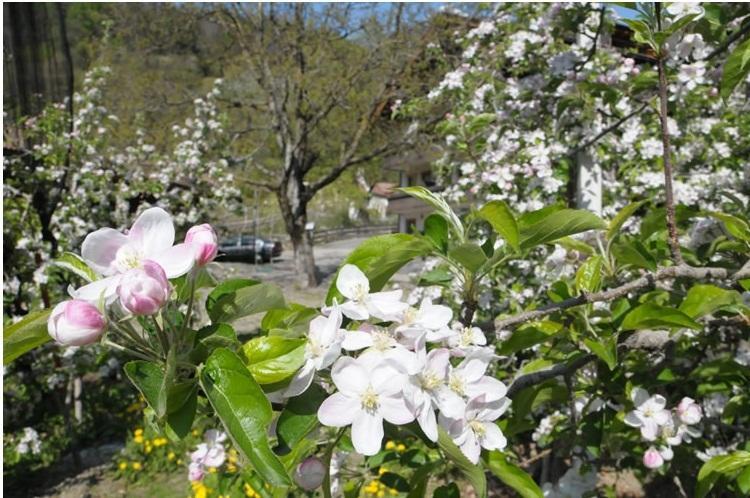 Caines Tannerhof Bed & Breakfast מראה חיצוני תמונה