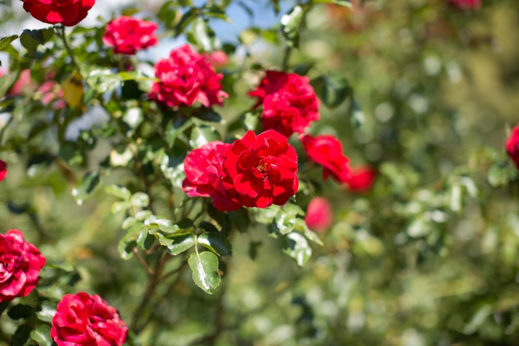 Caines Tannerhof Bed & Breakfast מראה חיצוני תמונה